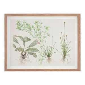 Tropica Art Poster Madagascariensis 40x30cm